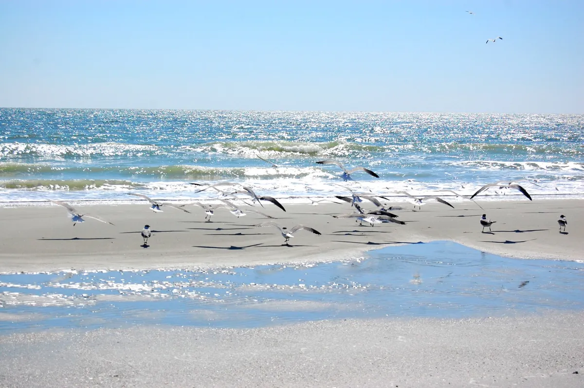 A serene stretch of sandy beach with gentle waves lapping the shore, seagulls soaring above, and the shimmering water catching the sunlight. The view is peaceful and inviting, reflecting the allure of spontaneous visits to the water's edge.